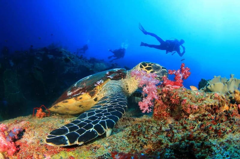 Antalya/Kemer: Scuba Diving Experience with 2 Dives & Lunch - Meeting the Poseidon team and getting geared up fast
