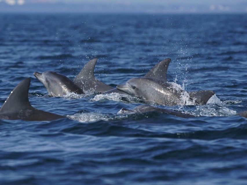 Side: Dolphin Island Boat Tour w/ Lunch & Foam Party - Should you book this Dolphin Island boat tour from Side?