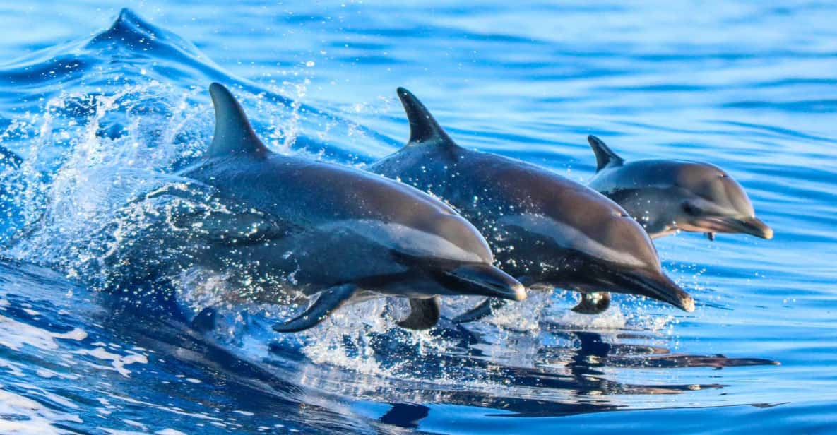Side: Dolphin Island Boat Trip with Lunch & Unlimited Drinks - Kumköy Beach Pickup and the Boat Vibe Before You Swim