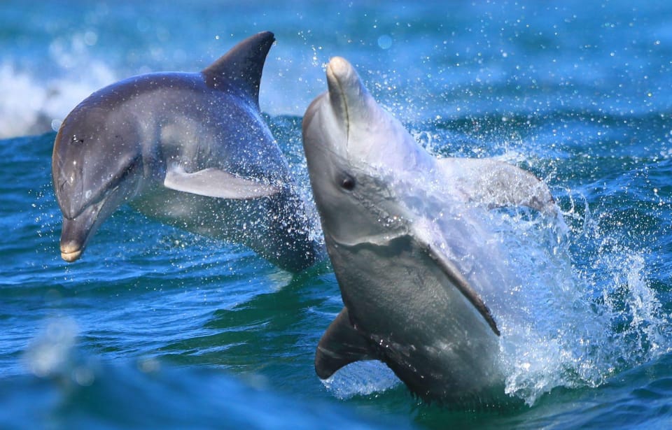 Side: Dolphin Island Boat Trip with Lunch & Unlimited Drinks - Tips to Get the Most From Your Day (Without Stress)