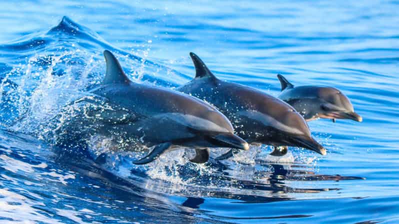 Side: Dolphin Island Boat Trip with Lunch & Unlimited Drinks - Manavgat River: the Cool-then-Warm Meeting Point