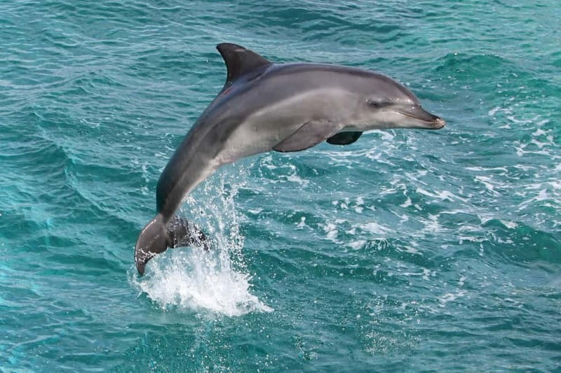Side: Dolphins Island Cruise with Swimming Stops and Lunch - Manavgat River cruise: why the morning leg is more than a warm-up