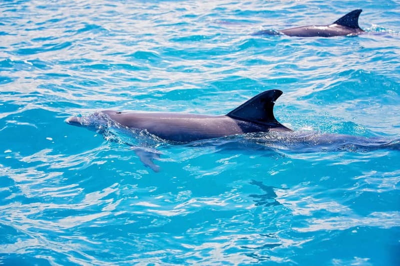 Side: Dolphins Island Cruise with Swimming Stops and Lunch - Foam party: fun for kids, a mixed feeling for adults